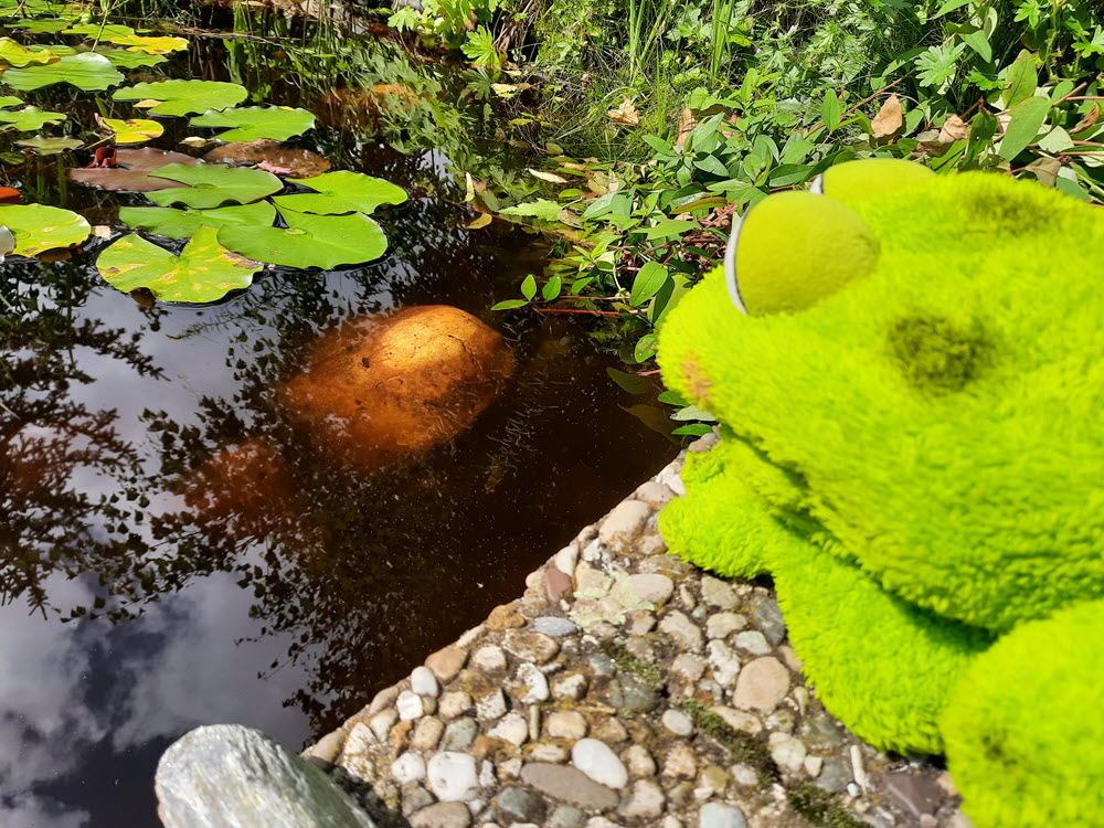 Frosch schaut in den Teich