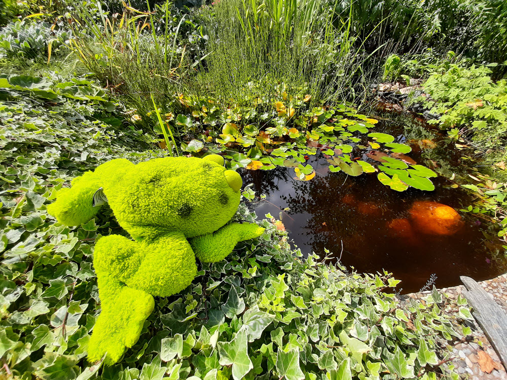 Bedächtiger Frosch auf dem Grün