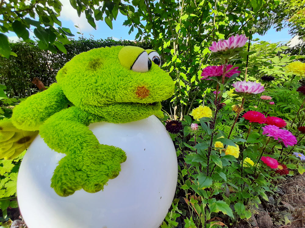 Frosch riecht an Blumen
